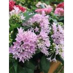 ペンタス（ラベンダー）（一年草）