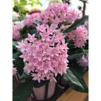ペンタス（ソフトピンク）（一年草）