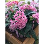 ペンタス（ローズピンク）（一年草）