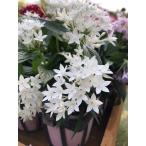 ペンタス（白）（一年草）