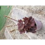  гейхера " масло Ram "(. корень .)