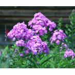 フロックス”ゴリアス”