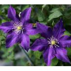 ショッピングクレマチス クレマチス　’ミステリー・トレイン’　系統：ジャックマニー系　12cmポット