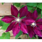 ショッピングクレマチス クレマチス　’はやて’　系統：フロリダ系　12cmポット