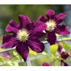 ショッピングクレマチス クレマチス　’ジゼラ’　系統：ジャックマニー系　12cmポット