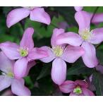 ショッピングクレマチス クレマチス　’モンタナ  フレッダ（モンタナ  フレーダ）’　系統：モンタナ系　12cmポット