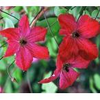 ショッピングクレマチス クレマチス　’カーメンシタ’　系統：ビチセラ系　12cmポット