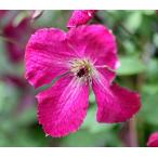 ショッピングクレマチス クレマチス　’ルブラ’　系統：ビチセラ系　12cmポット