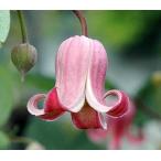 ショッピングクレマチス クレマチス　’ソネット’　系統：テキセンシス、ビオルナ系　12cmポット