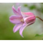 ショッピングクレマチス クレマチス　’ミーネ・ベル’　系統：テキセンシス、ビオルナ系　12cmポット