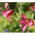 ショッピングクレマチス クレマチス　’ネイティブ・ダンサー’　PVP　系統：テキシンセス、ビオルナ系　12cmポット