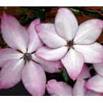 クレマチス　’フォンド・メモリーズ’　系統：フロリダ系　12cmポット《予約苗　2月下旬〜3月頃お届け予定》