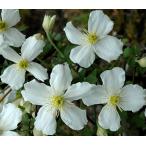 ショッピングクレマチス クレマチス　’モンタナ・プロスペリティ’　系統：モンタナ系　12cmポット