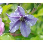 ショッピングクレマチス クレマチス　’チャッツワース’　系統：ビチセラ系　12cmポット