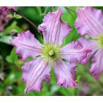 クレマチス　’テンテル’　系統：ビチセラ系　12cmポット