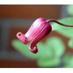 ショッピングクレマチス クレマチス　’茜の壺’　系統：テキセンシス、ビオルナ系　12cmポット