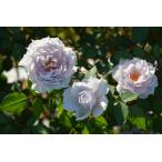 ザ・セレスティアル（バラ苗：ロサ・オリエンティス） 大苗　7号鉢植え  《種苗登録出願中》