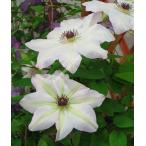 ショッピングクレマチス クレマチス '揖斐（いび）’　系統：早咲き大輪系　12cmポット