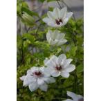 ショッピングクレマチス クレマチス '華燭の舞（かしょくのまい）’　系統：早咲き大輪系　12cmポット