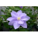 ショッピングクレマチス クレマチス '静光（しずかなひかり）’　系統：早咲き大輪系　12cmポット