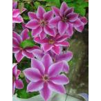 ショッピングクレマチス クレマチス 'マラヤ・ガーネット’　系統：早咲き大輪系　12cmポット