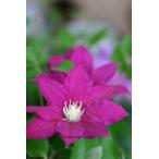 ショッピングクレマチス クレマチス 'レッド・パール’　系統：早咲き大輪系　12cmポット