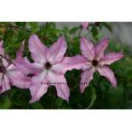 ショッピングクレマチス クレマチス '響’　系統：フロリダ大輪系　12cmポット