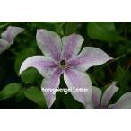ショッピングクレマチス クレマチス 'ベスト・ウィッシーズ’　系統：フロリダ大輪系　12cmポット