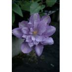 ショッピングクレマチス クレマチス 'プロテウス’　系統：八重咲き大輪系　12cmポット