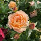スイート・シフォン（バラ苗：F&Gローズ） 大苗　7号鉢植え 《契約品種》