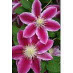 ショッピングクレマチス クレマチス 'アンジェラ’　系統：早咲き大輪系　12cmポット