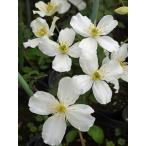 ショッピングクレマチス クレマチス 'モンタナ  グランディフローラ’　系統：モンタナ系　12cmポット