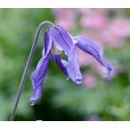 ショッピングクレマチス クレマチス ’フローレ・ブルー’　系統：’インテグリフォリア系　4.5号ポット　及川フラグリーンオリジナル