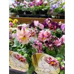 ビオラ  ’アール・ド・フルール’　（一年草） 絞り模