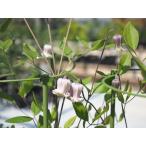 クレマチス 'はるひ野’　系統：テキセンシス・ヴィオルナ系　12cmポット