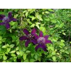 クレマチス 'パンサー’　系統：遅咲き大輪系　12cmポット