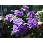 ショッピングクレマチス クレマチス　’ビューティー・オブ・フォスター’　系統：パテンス系　12cmポット