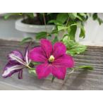 ショッピングクレマチス クレマチス　’モンテ・カシーノ’　系統：ジャックマニー系　宿根草　12cmポット《予約苗　2026年2月》