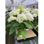 アジサイ・アナベル　’ルミナ’　耐寒性落葉低木　６号鉢