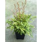 アスチルベ　’ショースター’　宿根草　7号鉢植え