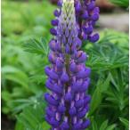 ルピナスパープル紫宿根草ガーデニング用