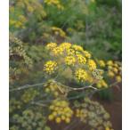 ブロンズ・フェンネル