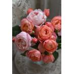 タルト・アブリコ（バラ苗： 河本バラ園　Kawamoto Rose Garden） 新苗予約　7号鉢植え  《種苗登録出願中》