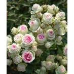 ミミエデン（バラ苗：四季咲き中輪房咲き系）　新苗