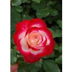 ジュビレ・デュ・プリンス・ドゥ・モナコ（バラ苗：四季咲き中輪房咲き系）　新苗