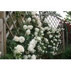 ブラン・ピエール・ドゥ・ロンサール(バラ苗:つるバラ)　新苗