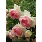 ピエール・ドゥ・ロンサール(バラ苗:つるバラ)　新苗　バラの殿堂入り