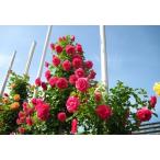 つるローズうらら(バラ苗:つるバラ)　新苗