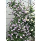 レイニーブルー(バラ苗:つるバラ)　新苗