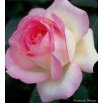 プリンセス・ドゥ・モナコ（バラ苗：四季咲き大輪系）　新苗